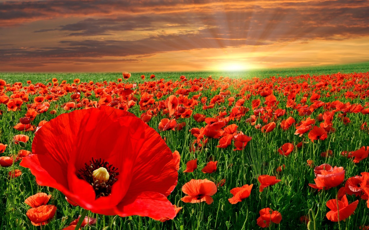 Poppy Red colour: spring-summer trend