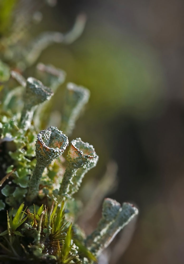 Lichen Green – Fall Winter 2013 colour trend